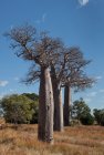 madagascar.baobab.mangoky.7